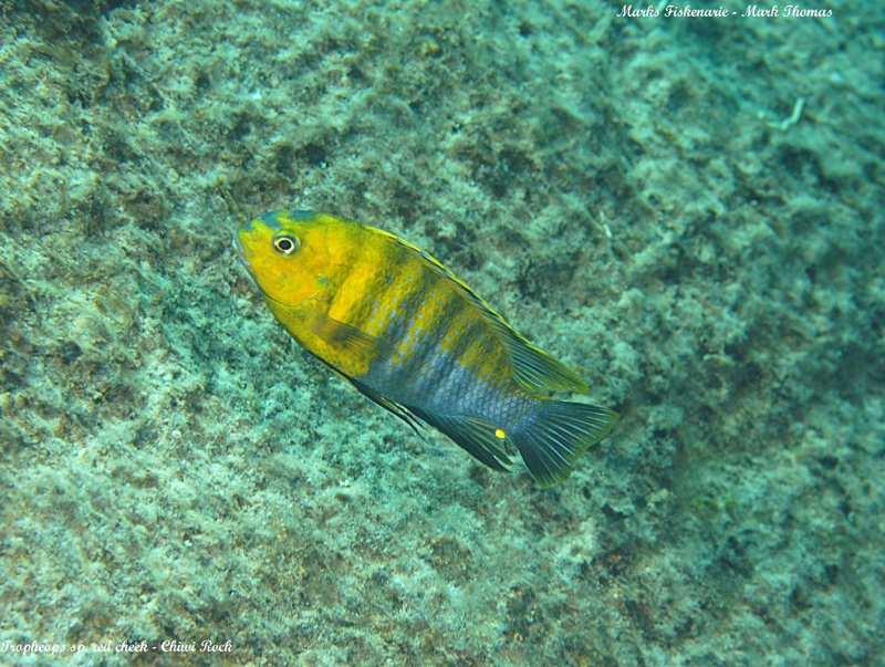 Tropheops sp. 'red cheek' Chiwi Rocks